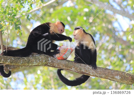 パナマシティ旧市街と近代高層ビル群が共存する中米の大都市景観 パナマシティ旧市街と近代高層ビル群が共存する中米の大都市景観 136869726