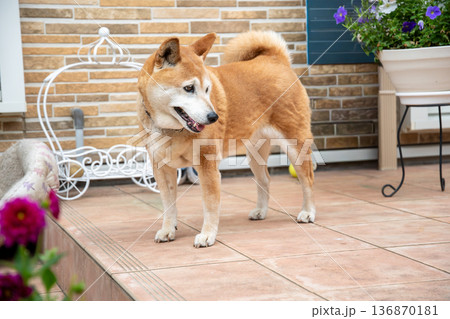 庭でのんびりとする柴犬 136870181