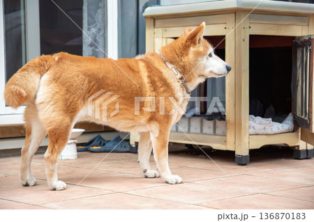 庭でのんびりとする柴犬 136870183