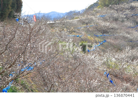 南部梅林 136870441