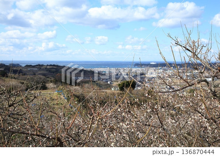 南部梅林 136870444