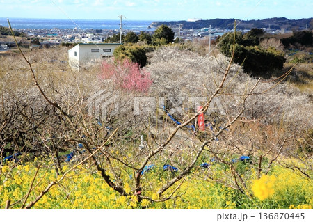 南部梅林 136870445