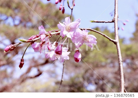 桜 桜 136870565