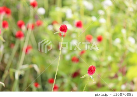 鮮やか センニチコウの花 鮮やか センニチコウの花 136870885