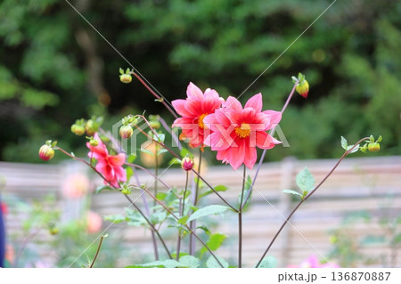 秋の公園　ダリアの花 136870887