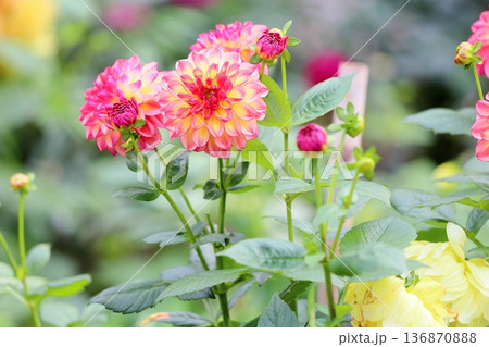 秋の公園 ダリアの花 秋の公園 ダリアの花 136870888