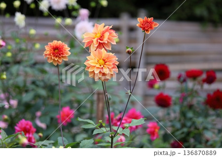 秋の公園　ダリアの花 136870889