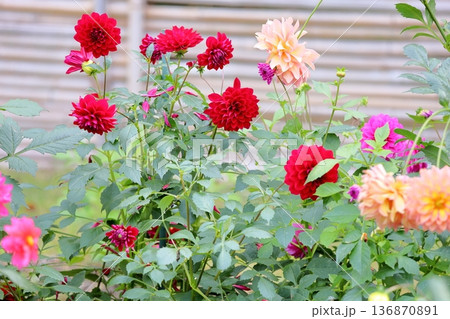 秋の公園　ダリアの花 136870891