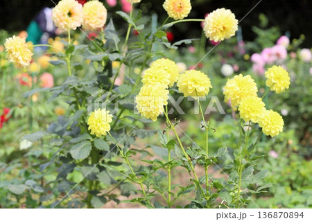 秋の公園　ダリアの花 136870894