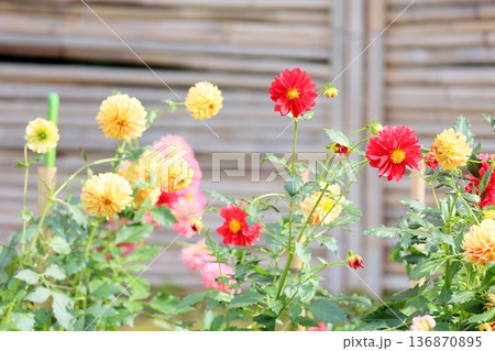 秋の公園 ダリアの花 秋の公園 ダリアの花 136870895