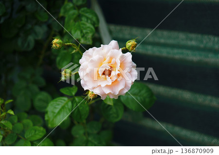 Bud of a white shrub rose with shades of pink and yellow 136870909