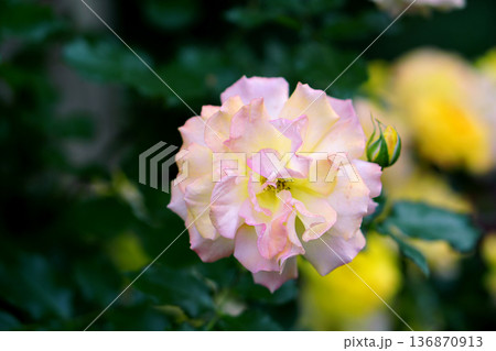 Bud of a white shrub rose with shades of pink and yellow 136870913