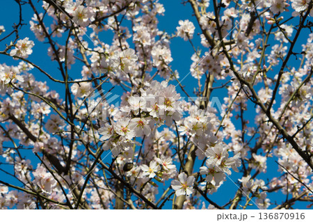 Tree branches covered with flowers with white petals in the spring 136870916