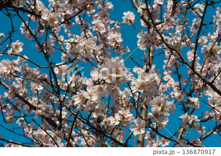Tree branches covered with flowers with white petals in the spring 136870917