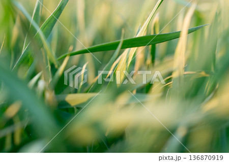 the stems and tops of green grass shimmer in the sun 136870919