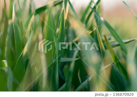 the stems and tops of green grass shimmer in the sun the stems and tops of green grass shimmer in the sun 136870920