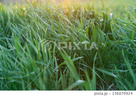 the stems and tops of green grass shimmer in the sun 136870924