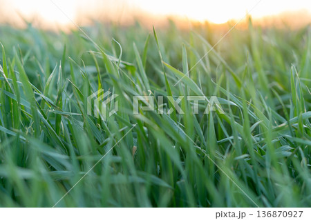 the stems and tops of green grass shimmer in the sun 136870927