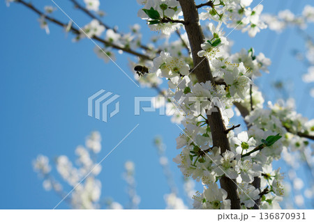 Tree branches covered with flowers with white petals in the spring 136870931