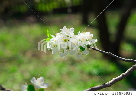 Tree branches covered with flowers with white petals in the spring 136870933