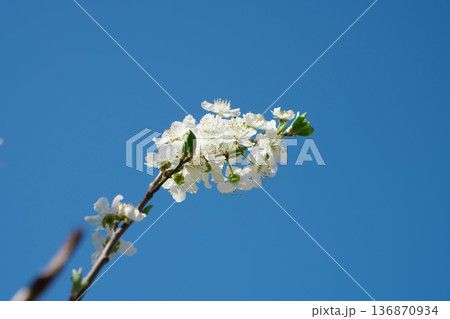 Tree branches covered with flowers with white petals in the spring 136870934