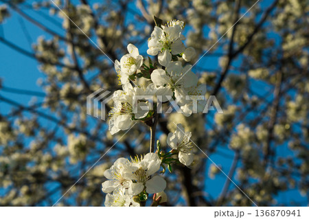 Tree branches covered with flowers with white petals in the spring 136870941