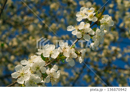 Tree branches covered with flowers with white petals in the spring Tree branches covered with flowers with white petals in the spring 136870942