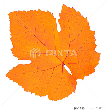 grape leaf, yellow color, isolated on white background 136871056