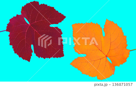 leaf of grapes, red and yellow, on a blue background in isolation 136871057