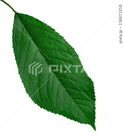 green leaf from cherry, on a white background in isolation 136871058