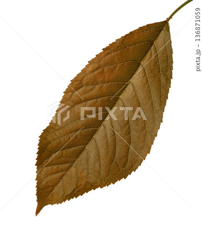 brown leaf from cherry, on a white background in isolation 136871059