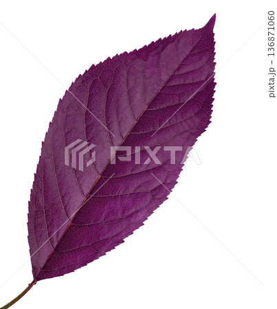 purple leaf from cherry, on a white background in isolation purple leaf from cherry, on a white background in isolation 136871060