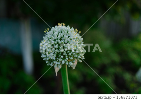 head with ripe onion seeds, against the background of blurred vegetation in the garden 136871073