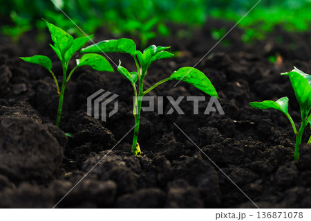 young pepper sprouts sprout from rough, clotted soil young pepper sprouts sprout from rough, clotted soil 136871078