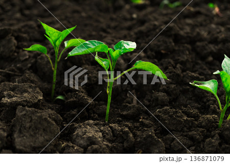 Young sprouts of pepper seedlings stick out of the ground Young sprouts of pepper seedlings stick out of the ground 136871079
