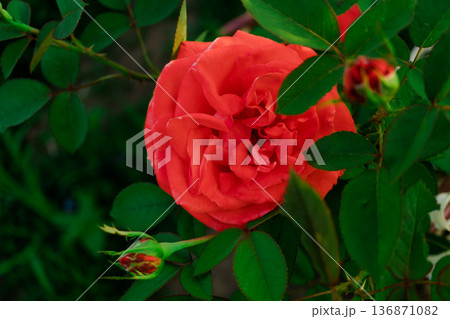 A blossoming rosebud, scarlet, peeps out from behind the leaves and stems of the plant A blossoming rosebud, scarlet, peeps out from behind the leaves and stems of the plant 136871082