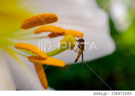 Insect pollinates the pistil of a lily flower, close-up, macro Insect pollinates the pistil of a lily flower, close-up, macro 136871083