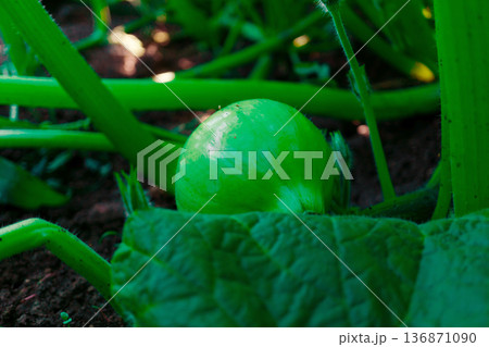 Young shoots of pumpkin, young growing pumpkin fruit, close-up Young shoots of pumpkin, young growing pumpkin fruit, close-up 136871090
