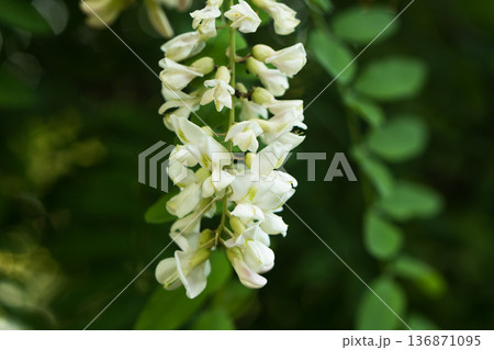 A branch of blooming acacia flowers against a blurred background 136871095