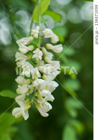 acacia flowers blooming acacia brush on the tree plants acacia flowers blooming acacia brush on the tree plants 136871099