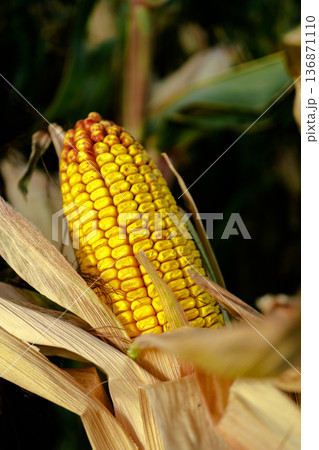 A swing of ripe corn, half peeled from dry husks, on the trunk of a plant A swing of ripe corn, half peeled from dry husks, on the trunk of a plant 136871110