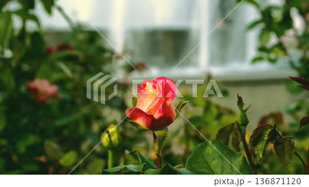 Blossom bud of decorative kustorinovy roses with red-yellow flower petals Blossom bud of decorative kustorinovy roses with red-yellow flower petals 136871120