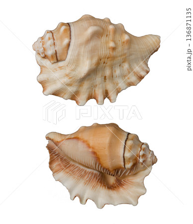 Beautiful decorative shell of natural origin on a white background isolated view from both sides from the top 136871135