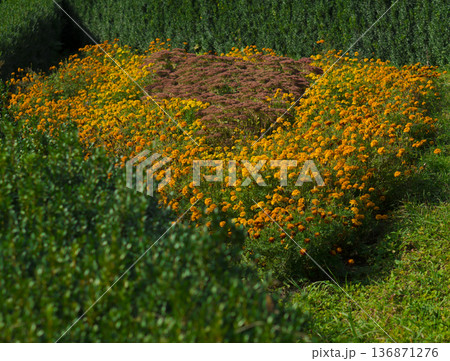 Flowers, well-groomed and cultivated against the background of green vegetation in a park area Flowers, well-groomed and cultivated against the background of green vegetation in a park area 136871276