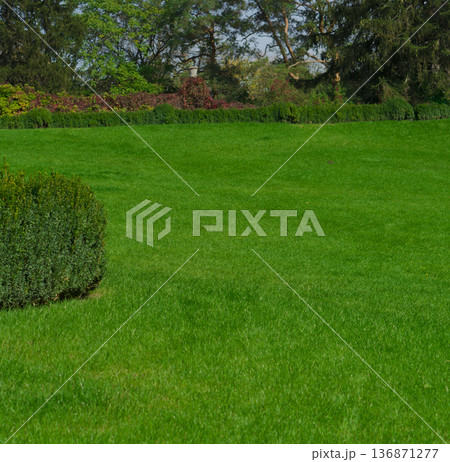 Landscape, green manicured lawn, and trees in the background Landscape, green manicured lawn, and trees in the background 136871277