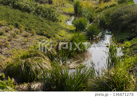 A swamp covered with dense green herbaceous vegetation A swamp covered with dense green herbaceous vegetation 136871278