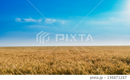 field of yellow ripening wheat against the blue sky field of yellow ripening wheat against the blue sky 136871287