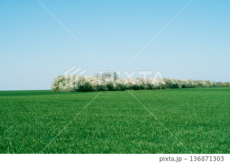 Landscape, green field and forest stand in the winter season Landscape, green field and forest stand in the winter season 136871303