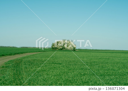 Landscape, green field and forest stand in the winter season 136871304