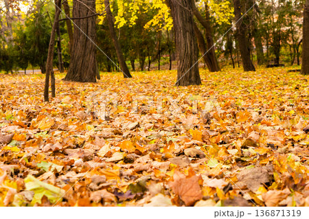 yellow leaves in the park on trees and on the ground in autumn 136871319